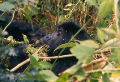 Berggorilla im Virunga Nationalpark Kongo (Ad Meskens)  CC BY-SA 
Información sobre la licencia en 'Verificación de las fuentes de la imagen'